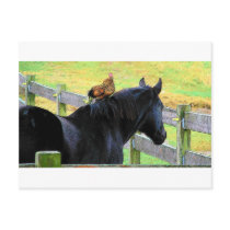 Rooster And Mare Postcards