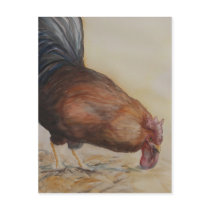 Rooster Art Postcard