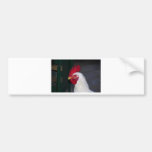 rooster bumper sticker