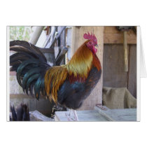 rooster cards by kathiscc rooster cards