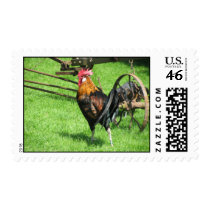 Rooster Chicken Postage Stamp