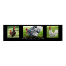 "Rooster Collection", Black Poster