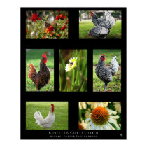 "Rooster Collection" Posters
