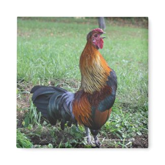 Rooster Crowing Nature Photo Magnet magnet