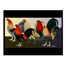 Rooster Dream Team Postcards