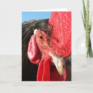 Rooster Face card