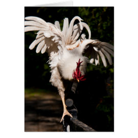 Rooster flapping wings greeting cards