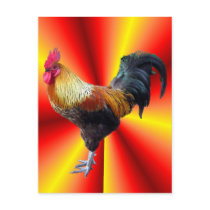 Rooster flash post card