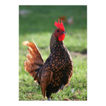 "Rooster Glow" posters by michaelsnydermusic "Rooster Glow" posters