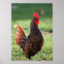 "Rooster Glow" Poster