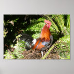 Rooster In The Leaves Posters