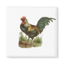 Rooster magnets by renee869hello Rooster magnets