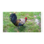 Rooster