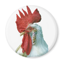 Rooster Picture magnets