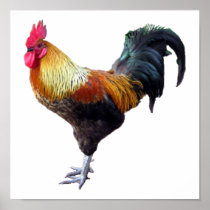 Rooster Plain Posters