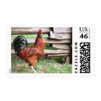 ROOSTER postage by FotoShop ROOSTER postage
