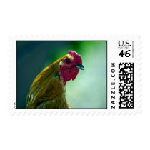 Rooster Stamps