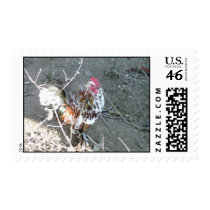 Rooster postage