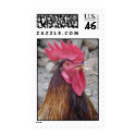 Rooster Postage Stamp by greatphotos Rooster Postage Stamp