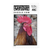 Rooster Postage Stamp