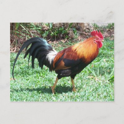 Rooster Postcard