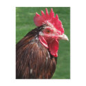 Rooster Postcard by emele1 Rooster Postcard