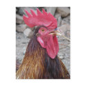 Rooster Postcard by greatphotos Rooster Postcard