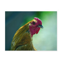 Rooster Post Cards