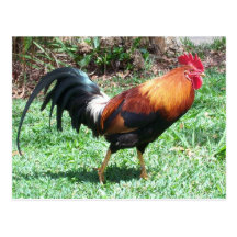 Rooster Postcard