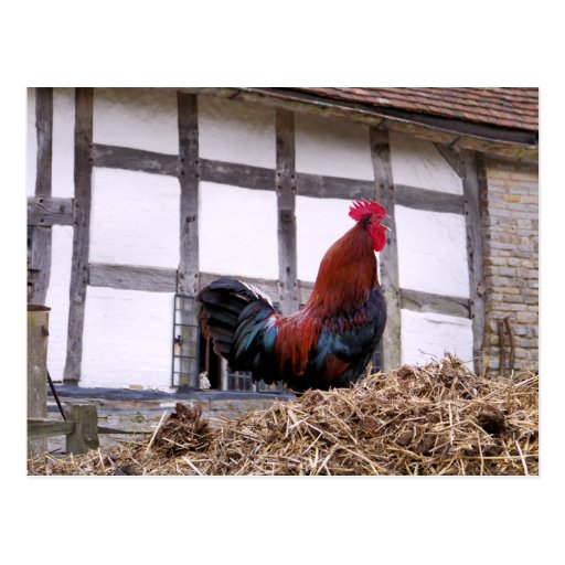 ROOSTER POSTCARDS