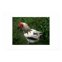 Rooster posters by melrol Rooster posters