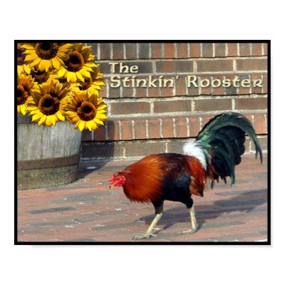 Rooster Print by virginiamccabe