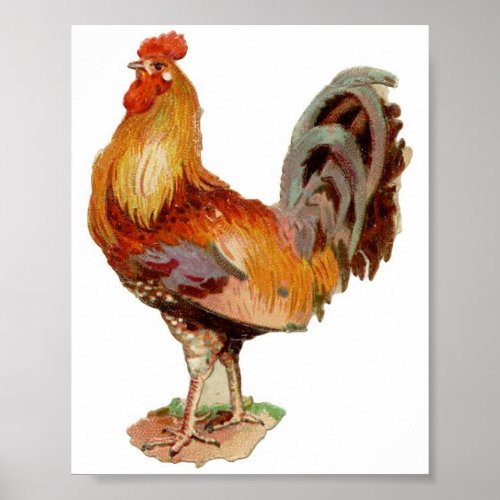 Rooster print