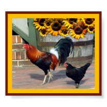 Rooster posters