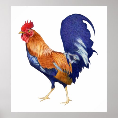 Rooster Poster print