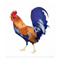 Rooster Poster