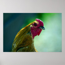 Rooster Print