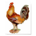 Rooster posters by renee869hello Rooster posters