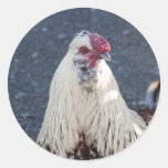 Rooster Round Stickers