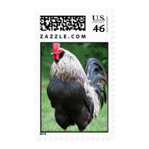 Rooster Stamp