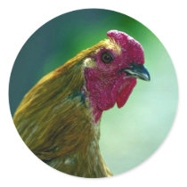 Rooster Stickers