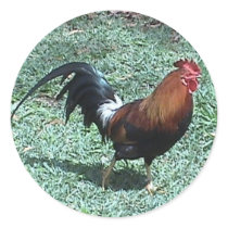 Rooster Sticker