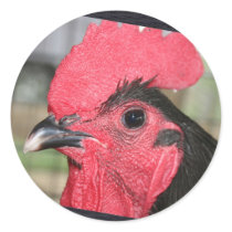 Rooster stickers
