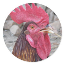 Rooster Sticker