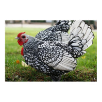 "Roosters of a Feather" posters by michaelsnydermusic "Roosters of a Feather" posters