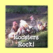 Roosters Rock! magnets