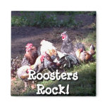 Roosters Rock! Magnet
