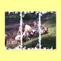 Roosters Rock! postcards