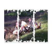 Roosters Rock! postcards by eelkat Roosters Rock! postcards