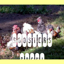 Roosters Rock! t-shirts